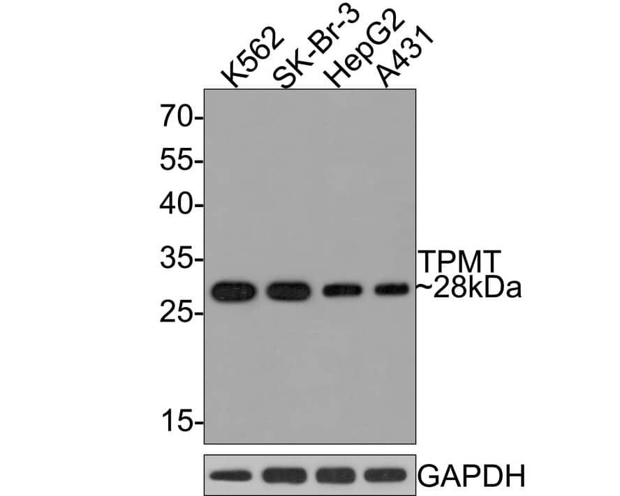 Western Blot: TPMT Antibody (JE64-09) [NBP3-33038] - Western blot analysis of TPMT on different lysates with Rabbit anti-TPMT antibody (NBP3-33038) at 1/500 dilution. Lane 1: K562 cell lysate Lane 2: SK-Br-3 cell lysate Lane 3: HepG2 cell lysate Lane 4: A431 cell lysate Lysates/proteins at 10 ug/Lane. Predicted band size: 28 kDa Observed band size: 28 kDa Exposure time: 2 minutes; 12% SDS-PAGE gel. Proteins were transferred to a PVDF membrane and blocked with 5% NFDM/TBST for 1 hour at room temperature. The primary antibody (NBP3-33038) at 1/500 dilution was used in 5% NFDM/TBST at room temperature for 2 hours. Goat Anti-Rabbit IgG - HRP Secondary Antibody at 1:300,000 dilution was used for 1 hour at room temperature.