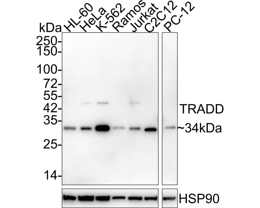 Western Blot: TRADD Antibody (JE32-60) [NBP3-33041] - Western blot analysis of TRADD on different lysates with Rabbit anti-TRADD antibody (NBP3-33041) at 1/1,000 dilution. Lane 1: HL-60 cell lysate Lane 2: HeLa cell lysate Lane 3: K-562 cell lysate Lane 4: Ramos cell lysate Lane 5: Jurkat cell lysate Lane 6: C2C12 cell lysate Lane 7: PC-12 cell lysate Lysates/proteins at 20 ug/Lane. Predicted band size: 34 kDa Observed band size: 34 kDa Exposure time: 2 minutes 18 seconds; 4-20% SDS-PAGE gel. Proteins were transferred to a PVDF membrane and blocked with 5% NFDM/TBST for 1 hour at room temperature. The primary antibody (NBP3-33041) at 1/1,000 dilution was used in 5% NFDM/TBST at 4C overnight. Goat Anti-Rabbit IgG - HRP Secondary Antibody at 1/50,000 dilution was used for 1 hour at room temperature.