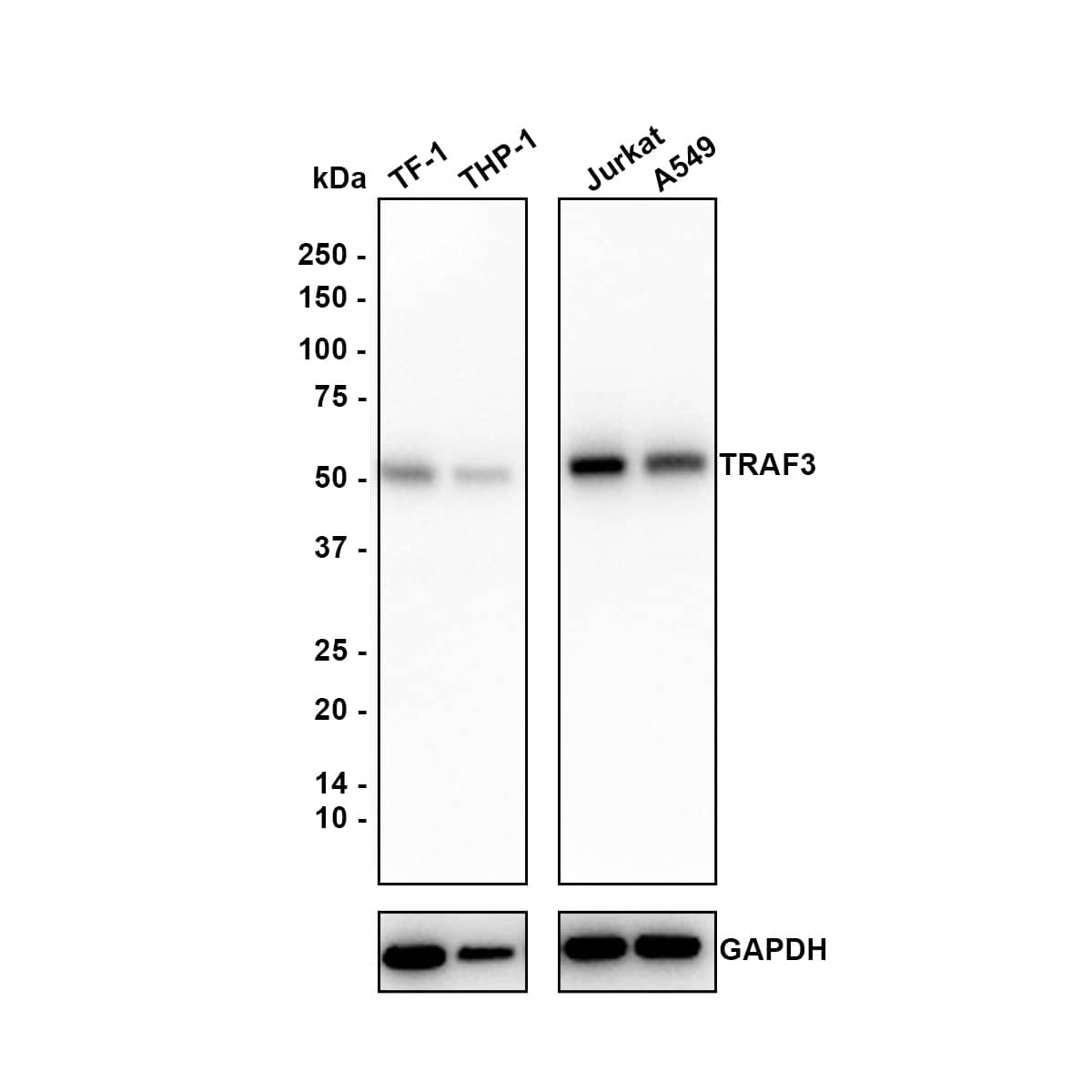 Western blot analysis on different lysates with NBP3-33042 at 1/1,000 dilution. Lane 1: TF-1 cell lysate (20 µg/Lane) Lane 2: THP-1 cell lysate (20 µg/Lane) Lane 3: Jurkat cell lysate (20 µg/Lane) Lane 4: A549 cell lysate (20 µg/Lane) Lysates/proteins at 10 µg/Lane. Predicted band size: 64 kDa Observed band size: 50 kDa Exposure time: 1 minute 9 seconds; 4-20% SDS-PAGE gel. Proteins were transferred to a PVDF membrane and blocked with 5% NFDM/TBST for 1 hour at room temperature. NBP3-33042 at 1/1,000 dilution was used in 5% NFDM/TBST at room temperature for 2 hours. Goat Anti-Rabbit IgG [HRP] Secondary Antibody at 1:50,000 dilution was used for 1 hour at room temperature.