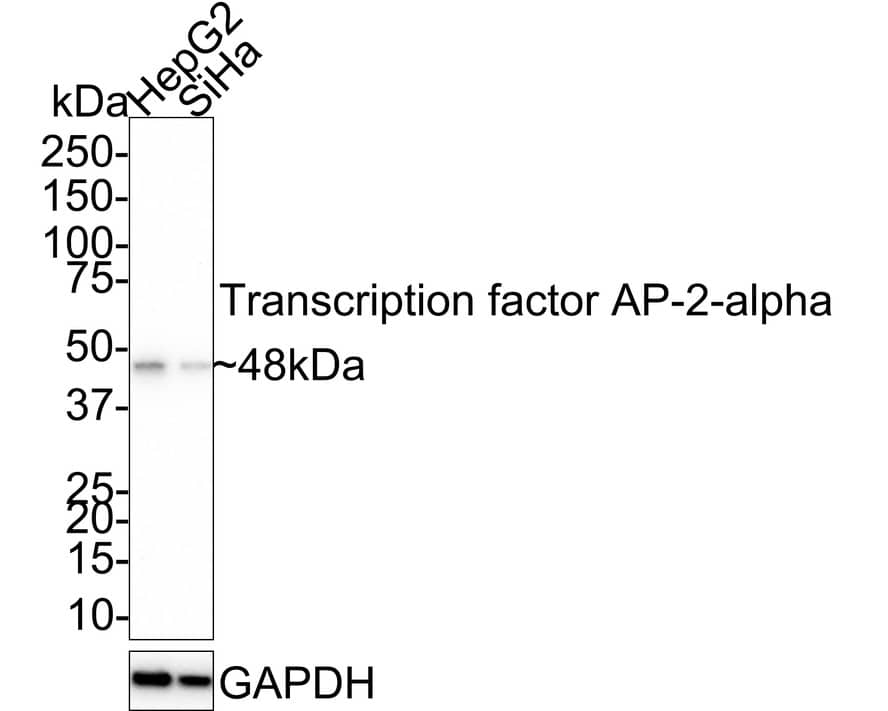 Western Blot: AP2 alpha Antibody (PSH02-06) [NBP3-33044] - Western blot analysis of AP2 alpha on different lysates with Rabbit anti-AP2 alpha antibody (NBP3-33044) at 1/1,000 dilution. Lane 1: HepG2 cell lysate Lane 2: SiHa cell lysate Lysates/proteins at 20 ug/Lane. Predicted band size: 48 kDa Observed band size: 48 kDa Exposure time: 5 minutes; 4-20% SDS-PAGE gel. Proteins were transferred to a PVDF membrane and blocked with 5% NFDM/TBST for 1 hour at room temperature. The primary antibody (NBP3-33044) at 1/1,000 dilution was used in 5% NFDM/TBST at room temperature for 2 hours. Goat Anti-Rabbit IgG - HRP Secondary Antibody at 1/50,000 dilution was used for 1 hour at room temperature.