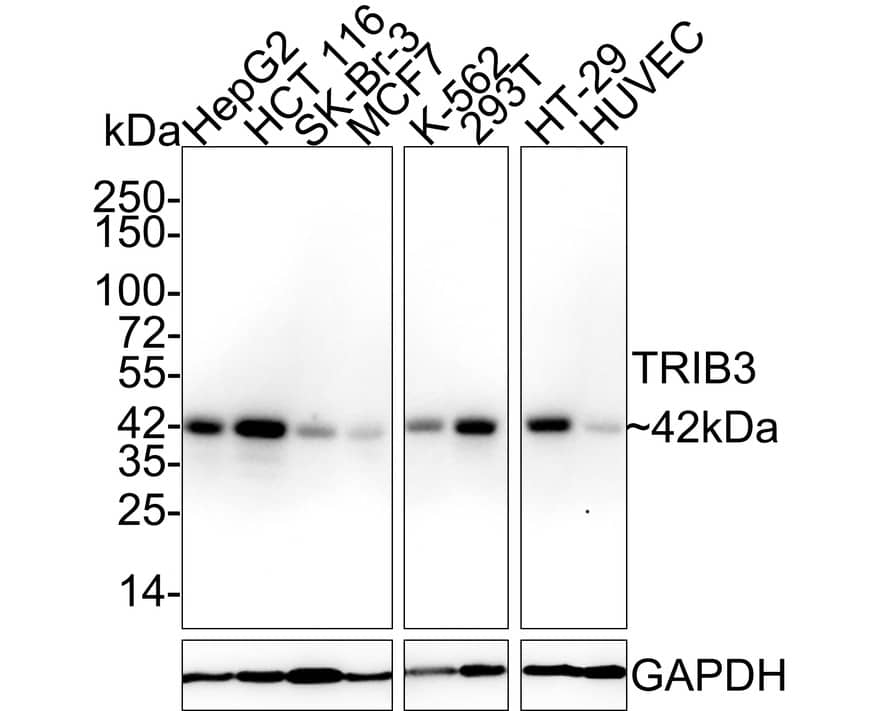 Western Blot: TRIB3 Antibody (PSH02-13) [NBP3-33050] - Western blot analysis of TRIB3 on different lysates with Rabbit anti-TRIB3 antibody (NBP3-33050) at 1/1,000 dilution. Lane 1: HepG2 cell lysate Lane 2: HCT 116 cell lysate Lane 3: SK-Br-3 cell lysate Lane 4: MCF7 cell lysate Lane 5: K-562 cell lysate Lane 6: 293T cell lysate Lane 7: HT-29 cell lysate Lane 8: HUVEC cell lysate Lysates/proteins at 40 ug/Lane. Predicted band size: 40 kDa Observed band size: 42 kDa Exposure time: 2 minutes 50 seconds; 4-20% SDS-PAGE gel. Proteins were transferred to a PVDF membrane and blocked with 5% NFDM/TBST for 1 hour at room temperature. The primary antibody (NBP3-33050) at 1/1,000 dilution was used in 5% NFDM/TBST at 4C overnight. Goat Anti-Rabbit IgG - HRP Secondary Antibody at 1/50,000 dilution was used for 1 hour at room temperature.