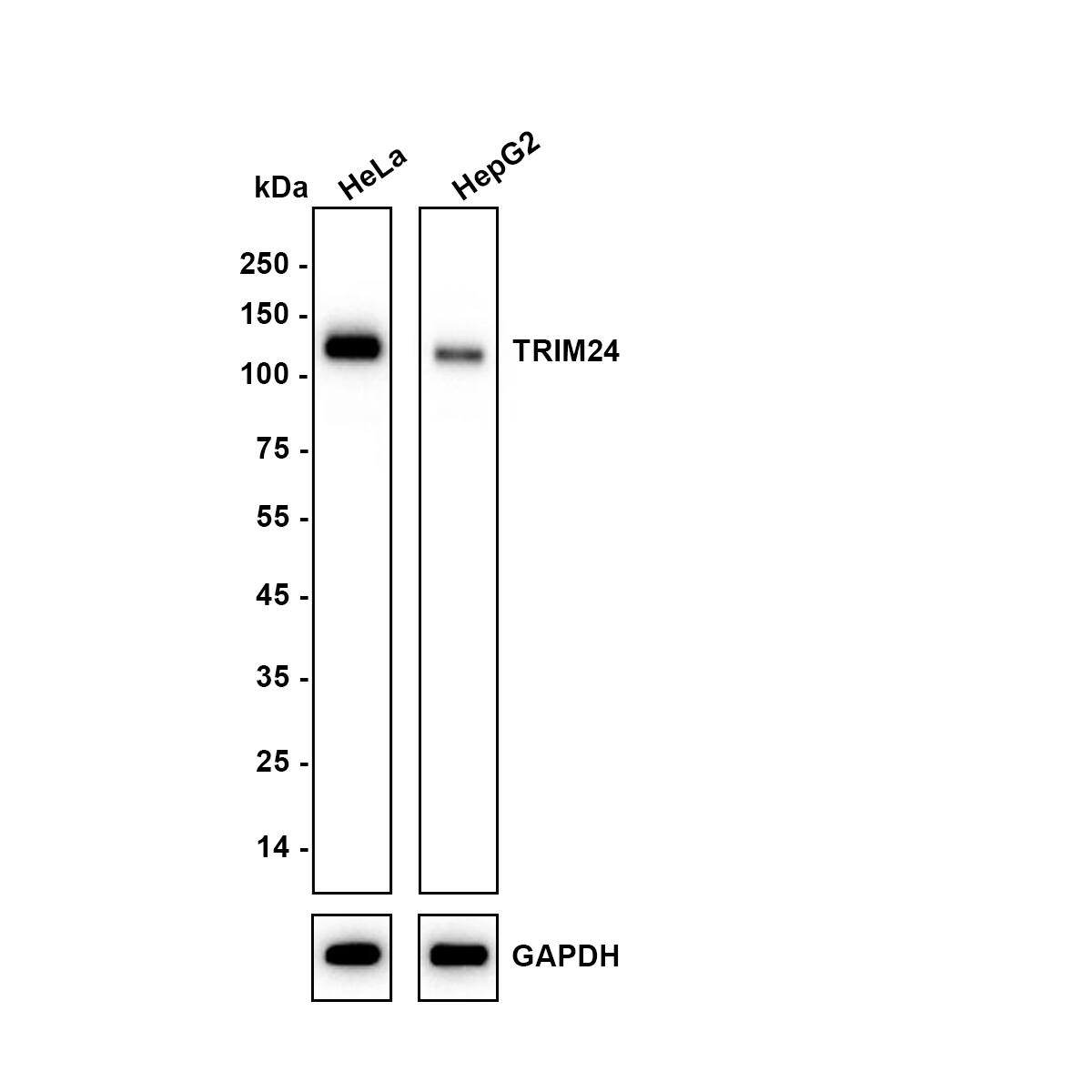 Western blot analysis on different lysates with NBP3-33052 at 1/1,000 dilution. Lane 1: HeLa cell lysate Lane 2: HepG2 cell lysate Lysates/proteins at 20 µg/Lane. Exposure time: 25 seconds Blocking: 5% NFDM/TBST, 1 hour at room temperature Primary antibody: NBP3-33052, 1/1,000 in 5% NFDM/TBST, overnight at 4 ℃ Secondary antibody: Goat Anti-Rabbit IgG [HRP] Secondary Antibody, 1/50,000 in 5% NFDM/TBST, 1 hour at room temperature Predicted band size: 116.8 kDa Observed band size: 130 kDa
