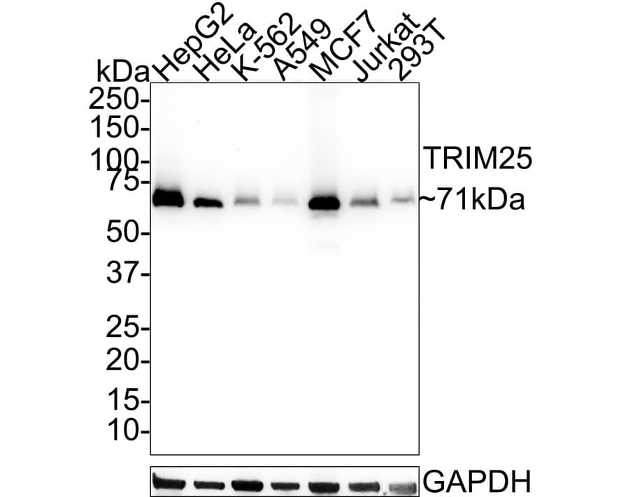 Western Blot: TRIM25 Antibody (JE57-43) [NBP3-33053] - Western blot analysis of TRIM25 on different lysates with Rabbit anti-TRIM25 antibody (NBP3-33053) at 1/1,000 dilution. Lane 1: HepG2 cell lysate Lane 2: HeLa cell lysate Lane 3: K-562 cell lysate Lane 4: A549 cell lysate Lane 5: MCF7 cell lysate Lane 6: Jurkat cell lysate Lane 7: 293T cell lysate Lysates/proteins at 20 ug/Lane. Predicted band size: 71 kDa Observed band size: 71 kDa Exposure time: 1 minute 59 seconds; 4-20% SDS-PAGE gel. Proteins were transferred to a PVDF membrane and blocked with 5% NFDM/TBST for 1 hour at room temperature. The primary antibody (NBP3-33053) at 1/1,000 dilution was used in 5% NFDM/TBST at 4C overnight. Goat Anti-Rabbit IgG - HRP Secondary Antibody at 1:100,000 dilution was used for 1 hour at room temperature.