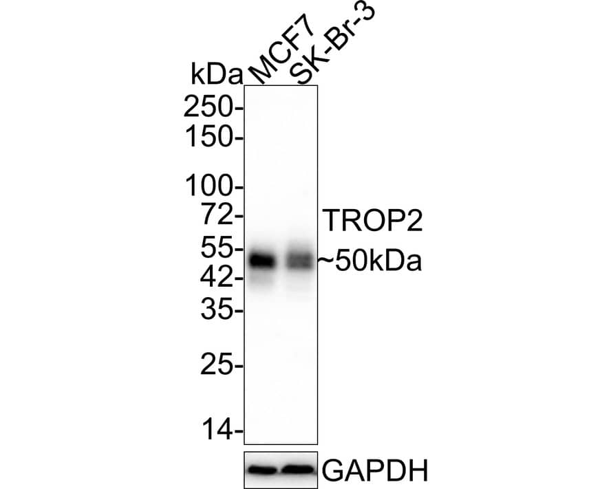 Western blot analysis on different lysates with NBP3-33057 at 1/1,000 dilution. Lane 1: MCF7 cell lysate Lane 2: SK-Br-3 cell lysate Lysates/proteins at 20 µg/Lane. Predicted band size: 36 kDa Observed band size: 50 kDa Exposure time: 28 seconds; 4-20% SDS-PAGE gel. Proteins were transferred to a PVDF membrane and blocked with 5% NFDM/TBST for 1 hour at room temperature. NBP3-33057 at 1/1,000 dilution was used in 5% NFDM/TBST at 4℃ overnight. Goat anti-Mouse IgG [HRP] at 1/50,000 dilution was used for 1 hour at room temperature.