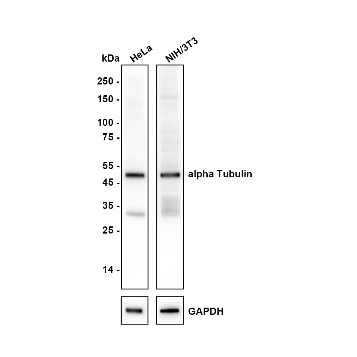 Western Blot alpha Tubulin 3c Antibody