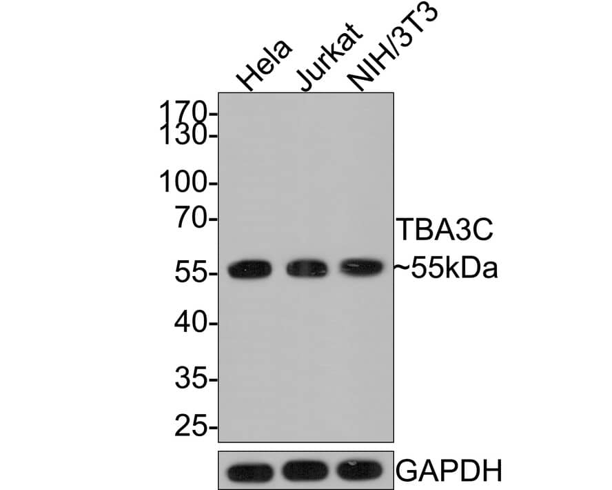 Western Blot alpha Tubulin 3c Antibody