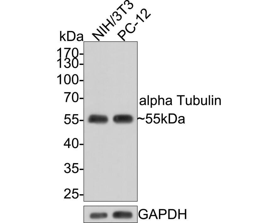 Western blot analysis on different lysates with NBP3-33066 at 1/1,000 dilution. Lane 1: NIH/3T3 cell lysate Lane 2: PC-12 cell lysate Lysates/proteins at 10 µg/Lane. Predicted band size: 50 kDa Observed band size: 55 kDa Exposure time: 1 minute; 10% SDS-PAGE gel. Proteins were transferred to a PVDF membrane and blocked with 5% NFDM/TBST for 1 hour at room temperature. NBP3-33066 at 1/1,000 dilution was used in 5% NFDM/TBST at room temperature for 2 hours. Goat Anti-Rabbit IgG [HRP] Secondary Antibody at 1:300,000 dilution was used for 1 hour at room temperature.