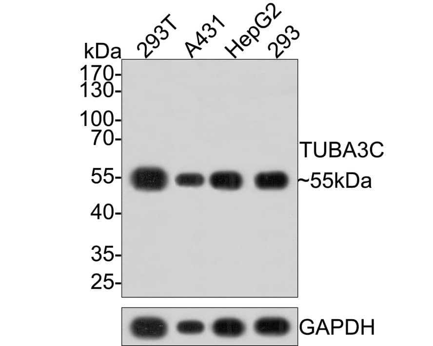 Western Blot: alpha Tubulin 3c Antibody (PSH0-14) [NBP3-33066] - Western blot analysis of alpha Tubulin 3c on different lysates with Rabbit anti-alpha Tubulin 3c antibody (NBP3-33066) at 1/1,000 dilution. Lane 1: 293T cell lysate Lane 2: A431 cell lysate Lane 3: HepG2 cell lysate Lane 4: 293 cell lysate Lysates/proteins at 10 ug/Lane. Predicted band size: 50 kDa Observed band size: 55 kDa Exposure time: 2 minutes; 10% SDS-PAGE gel. Proteins were transferred to a PVDF membrane and blocked with 5% NFDM/TBST for 1 hour at room temperature. The primary antibody (NBP3-33066) at 1/1,000 dilution was used in 5% NFDM/TBST at room temperature for 2 hours. Goat Anti-Rabbit IgG - HRP Secondary Antibody at 1:300,000 dilution was used for 1 hour at room temperature.