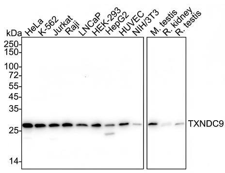 Western blot analysis on different lysates with NBP3-33067 at 1/2,000 dilution and competitor's antibody at 1/2,000 dilution. Lane 1: HeLa cell lysate (20 µg/Lane) Lane 2: K-562 cell lysate (20 µg/Lane) Lane 3: Jurkat cell lysate (20 µg/Lane) Lane 4: Raji cell lysate (20 µg/Lane) Lane 5: LNCaP cell lysate (20 µg/Lane) Lane 6: HEK-293 cell lysate (20 µg/Lane) Lane 7: HepG2 cell lysate (20 µg/Lane) Lane 8: HUVEC cell lysate (20 µg/Lane) Lane 9: NIH/3T3 cell lysate (20 µg/Lane) Lane 10: Mouse testis tissue lysate (40 µg/Lane) Lane 11: Mouse kidney tissue lysate (40 µg/Lane) Lane 12: Rat testis tissue lysate (40 µg/Lane) Predicted band size: 27 kDa Observed band size: 27 kDa Exposure time: Lane 1-12 (left): 27 seconds; Lane 1-12 (right): 1 minute;  4-20% SDS-PAGE gel. Proteins were transferred to a PVDF membrane and blocked with 5% NFDM/TBST for 1 hour at room temperature. NBP3-33067 at 1/2,000 dilution and competitor's antibody at 1/2,000 dilution were used in 5% NFDM/TBST at 4℃ overnight. Goat Anti-Rabbit IgG [HRP] Secondary Antibody at 1/50,000 dilution was used for 1 hour at room temperature.