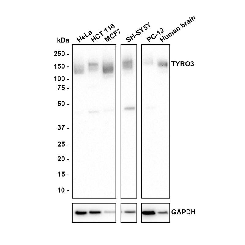 Western blot analysis on different lysates with NBP3-33070 at 1/1,000 dilution. Lane 1: HeLa cell lysate (20 µg/Lane) Lane 2: HCT 116 cell lysate (20 µg/Lane) Lane 3: MCF7 cell lysate (20 µg/Lane) Lane 4: SH-SY5Y cell lysate (20 µg/Lane) Lane 5: PC-12 cell lysate (20 µg/Lane) Lane 6: Human brain tissue lysate (40 µg/Lane) Predicted band size: 97 kDa Observed band size: 100-150 kDa Exposure time: 5 minutes; 4-20% SDS-PAGE gel. Proteins were transferred to a PVDF membrane and blocked with 5% NFDM/TBST for 1 hour at room temperature. NBP3-33070 at 1/1,000 dilution was used in 5% NFDM/TBST at 4℃ overnight. Goat Anti-Rabbit IgG [HRP] Secondary Antibody at 1:100,000 dilution was used for 1 hour at room temperature.