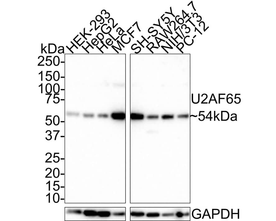 Western Blot: U2AF2 Antibody (JE36-33) [NBP3-33071] - Western blot analysis of U2AF2 on different lysates with Rabbit anti-U2AF2 antibody (NBP3-33071) at 1/1,000 dilution. Lane 1: HEK-293 cell lysate Lane 2: HepG2 cell lysate Lane 3: HeLa cell lysate Lane 4: MCF7 cell lysate Lane 5: SH-SY5Y cell lysate Lane 6: RAW264.7 cell lysate Lane 7: NIH/3T3 cell lysate Lane 8: PC-12 cell lysate Lysates/proteins at 20 ug/Lane. Predicted band size: 54 kDa Observed band size: 54 kDa Exposure time: 2 minutes; 4-20% SDS-PAGE gel. Proteins were transferred to a PVDF membrane and blocked with 5% NFDM/TBST for 1 hour at room temperature. The primary antibody (NBP3-33071) at 1/1,000 dilution was used in 5% NFDM/TBST at room temperature for 2 hours. Goat Anti-Rabbit IgG - HRP Secondary Antibody at 1:100,000 dilution was used for 1 hour at room temperature.