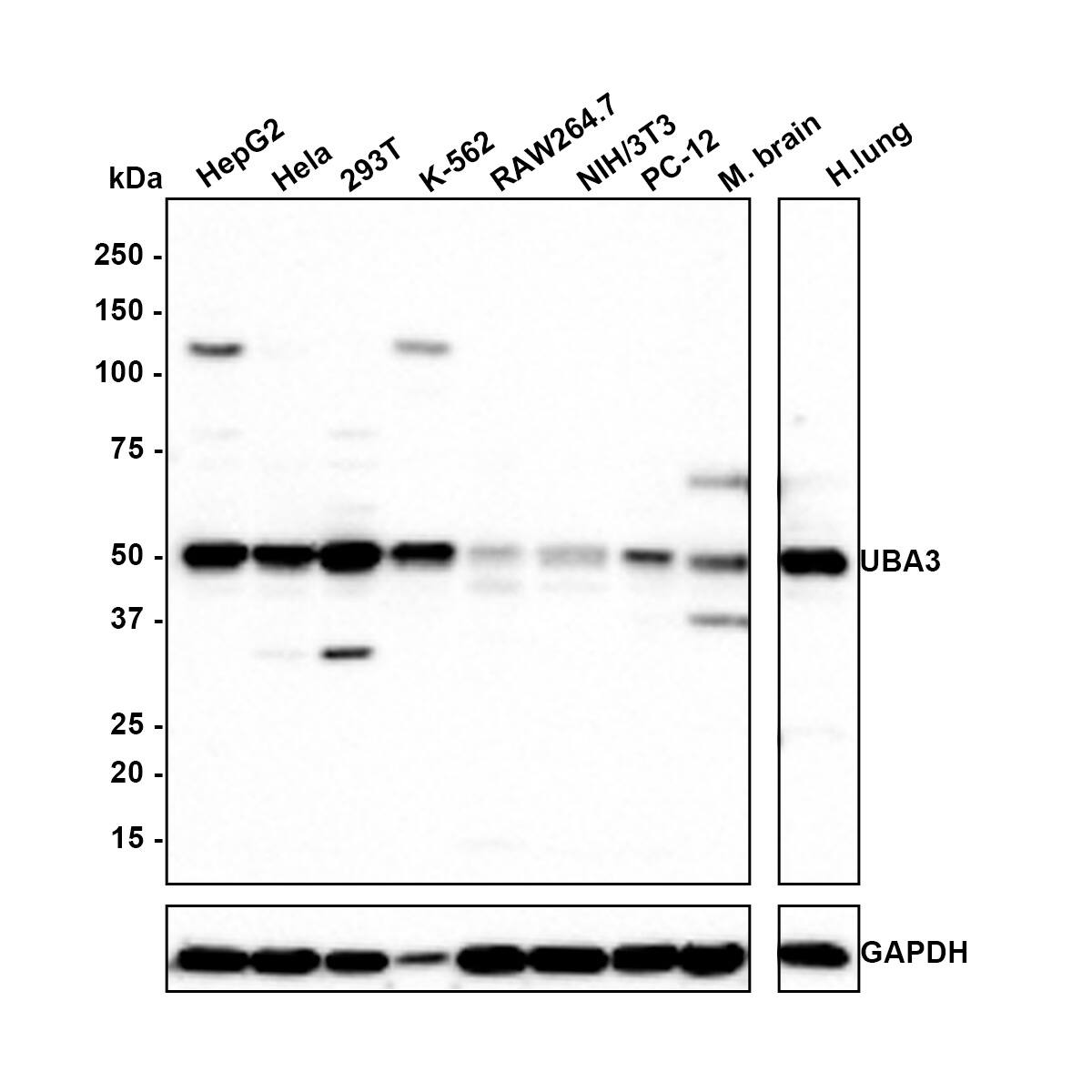 Western blot analysis on different lysates with NBP3-33072 at 1/500 dilution. Lane 1: HepG2 cell lysate Lane 2: Hela cell lysate Lane 3: 293T cell lysate Lane 4: K-562 cell lysate Lane 5: RAW264.7 cell lysate Lane 6: NIH/3T3 cell lysate Lane 7: PC-12 cell lysate Lane 8: Mouse brain tissue lysate Lane 9: Human lung tissue lysate Lysates/proteins at 20 µg/Lane. Predicted band size: 52 kDa Observed band size: 52 kDa Exposure time: 2 minutes; 4-20% SDS-PAGE gel. Proteins were transferred to a PVDF membrane and blocked with 5% NFDM/TBST for 1 hour at room temperature. NBP3-33072 at 1/500 dilution was used in 5% NFDM/TBST at room temperature for 2 hours. Goat anti-Mouse IgG [HRP] at 1:150,000 dilution was used for 1 hour at room temperature.