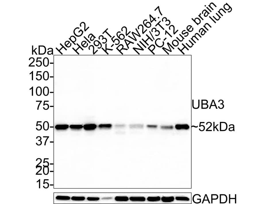 Western Blot: UBA3 Antibody (1B5-2-3-R) [NBP3-33072] - Western blot analysis of UBA3 on different lysates with Mouse anti-UBA3 antibody (NBP3-33072) at 1/500 dilution. Lane 1: HepG2 cell lysate Lane 2: Hela cell lysate Lane 3: 293T cell lysate Lane 4: K-562 cell lysate Lane 5: RAW264.7 cell lysate Lane 6: NIH/3T3 cell lysate Lane 7: PC-12 cell lysate Lane 8: Mouse brain tissue lysate Lane 9: Human lung tissue lysate Lysates/proteins at 20 ug/Lane. Predicted band size: 52 kDa Observed band size: 52 kDa Exposure time: 2 minutes; 4-20% SDS-PAGE gel. Proteins were transferred to a PVDF membrane and blocked with 5% NFDM/TBST for 1 hour at room temperature. The primary antibody (NBP3-33072) at 1/500 dilution was used in 5% NFDM/TBST at room temperature for 2 hours. Goat Anti-Mouse IgG - HRP Secondary Antibody at 1:150,000 dilution was used for 1 hour at room temperature.