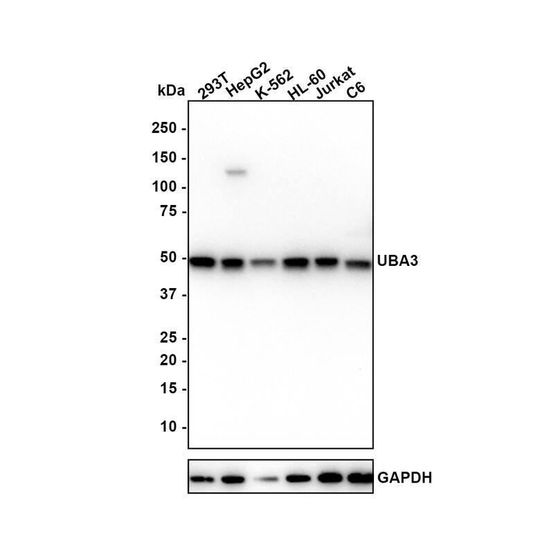 Western blot analysis on different lysates with NBP3-33073 at 1/1,000 dilution. Lane 1: 293T cell lysate (20 µg/Lane) Lane 2: HepG2 cell lysate (20 µg/Lane) Lane 3: K-562 cell lysate (20 µg/Lane) Lane 4: HL-60 cell lysate (20 µg/Lane) Lane 5: Jurkat cell lysate (20 µg/Lane) Lane 6: C6 cell lysate (20 µg/Lane) Predicted band size: 52 kDa Observed band size: 52 kDa Exposure time: 1 minute; 4-20% SDS-PAGE gel. Proteins were transferred to a PVDF membrane and blocked with 5% NFDM/TBST for 1 hour at room temperature. NBP3-33073 at 1/1,000 dilution was used in 5% NFDM/TBST at 4℃ overnight. Goat anti-Mouse IgG [HRP] at 1/50,000 dilution was used for 1 hour at room temperature.