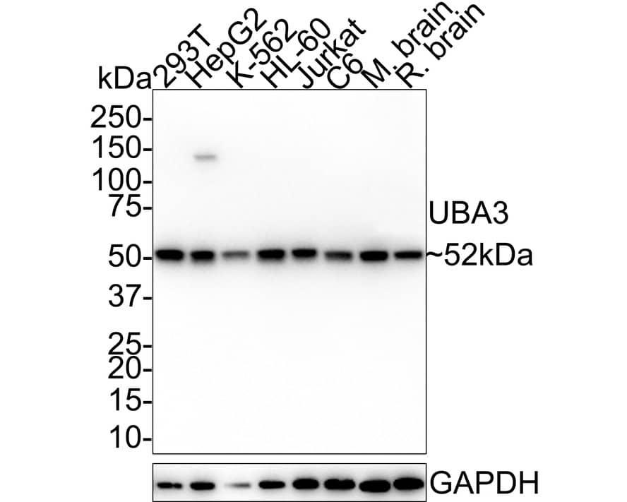 Western Blot: UBA3 Antibody (1B6-6-5-R) [NBP3-33073] - Western blot analysis of UBA3 on different lysates with Mouse anti-UBA3 antibody (NBP3-33073) at 1/1,000 dilution. Lane 1: 293T cell lysate (20 ug/Lane) Lane 2: HepG2 cell lysate (20 ug/Lane) Lane 3: K-562 cell lysate (20 ug/Lane) Lane 4: HL-60 cell lysate (20 ug/Lane) Lane 5: Jurkat cell lysate (20 ug/Lane) Lane 6: C6 cell lysate (20 ug/Lane) Lane 7: Mouse brain tissue lysate (40 ug/Lane) Lane 8: Rat brain tissue lysate (40 ug/Lane) Predicted band size: 52 kDa Observed band size: 52 kDa Exposure time: 1 minute; 4-20% SDS-PAGE gel. Proteins were transferred to a PVDF membrane and blocked with 5% NFDM/TBST for 1 hour at room temperature. The primary antibody (NBP3-33073) at 1/1,000 dilution was used in 5% NFDM/TBST at 4C overnight. Goat Anti-Mouse IgG - HRP Secondary Antibody at 1/50,000 dilution was used for 1 hour at room temperature.