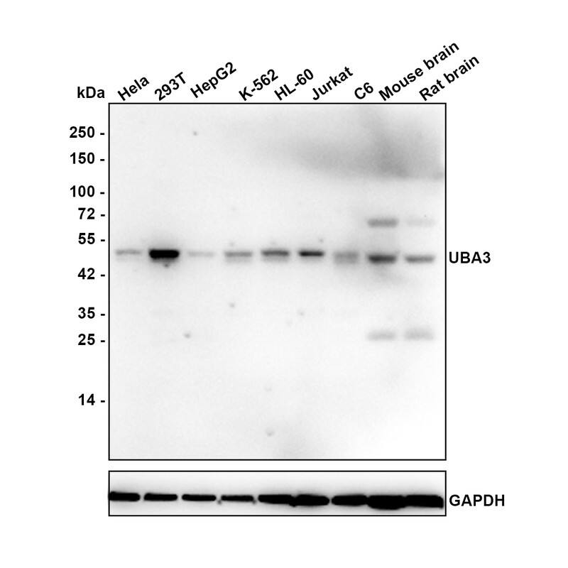 Western blot analysis on different lysates with NBP3-33074 at 1/1,000 dilution. Lane 1: HeLa cell lysate (20 µg/Lane) Lane 2: 293T cell lysate (20 µg/Lane) Lane 3: HepG2 cell lysate (20 µg/Lane) Lane 4: K-562 cell lysate (20 µg/Lane) Lane 5: HL-60 cell lysate (20 µg/Lane) Lane 6: Jurkat cell lysate (20 µg/Lane) Lane 7: Mouse brain tissue lysate (40 µg/Lane) Lane 8: Rat brain tissue lysate (40 µg/Lane) Predicted band size: 52 kDa Observed band size: 52 kDa Exposure time: 1 minute; 4-20% SDS-PAGE gel. Proteins were transferred to a PVDF membrane and blocked with 5% NFDM/TBST for 1 hour at room temperature. NBP3-33074 at 1/1,000 dilution was used in 5% NFDM/TBST at 4℃ overnight. Goat anti-Mouse IgG [HRP] at 1/50,000 dilution was used for 1 hour at room temperature.