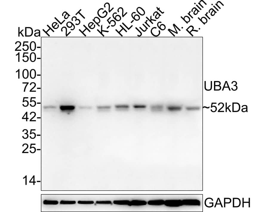 Western Blot: UBA3 Antibody (1C10-5-5-R) [NBP3-33074] - Western blot analysis of UBA3 on different lysates with Mouse anti-UBA3 antibody (NBP3-33074) at 1/1,000 dilution. Lane 1: HeLa cell lysate (20 ug/Lane) Lane 2: 293T cell lysate (20 ug/Lane) Lane 3: HepG2 cell lysate (20 ug/Lane) Lane 4: K-562 cell lysate (20 ug/Lane) Lane 5: HL-60 cell lysate (20 ug/Lane) Lane 6: Jurkat cell lysate (20 ug/Lane) Lane 7: Mouse brain tissue lysate (40 ug/Lane) Lane 8: Rat brain tissue lysate (40 ug/Lane) Predicted band size: 52 kDa Observed band size: 52 kDa Exposure time: 1 minute; 4-20% SDS-PAGE gel. Proteins were transferred to a PVDF membrane and blocked with 5% NFDM/TBST for 1 hour at room temperature. The primary antibody (NBP3-33074) at 1/1,000 dilution was used in 5% NFDM/TBST at 4C overnight. Goat Anti-Mouse IgG - HRP Secondary Antibody at 1/50,000 dilution was used for 1 hour at room temperature.