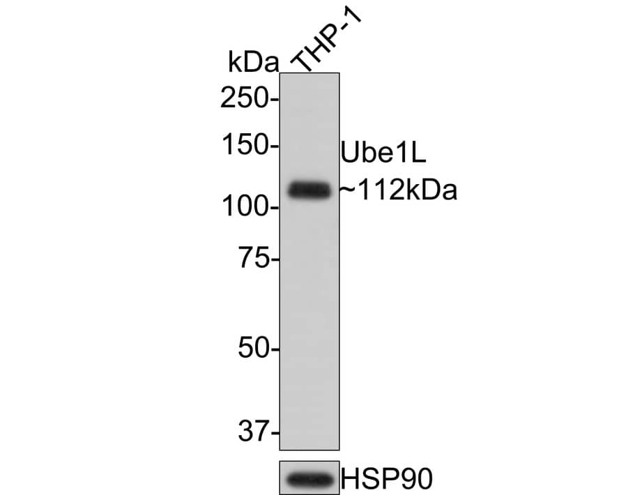 Western Blot ISG15 Activating Enzyme/UBE1L Antibody (JE50-55)