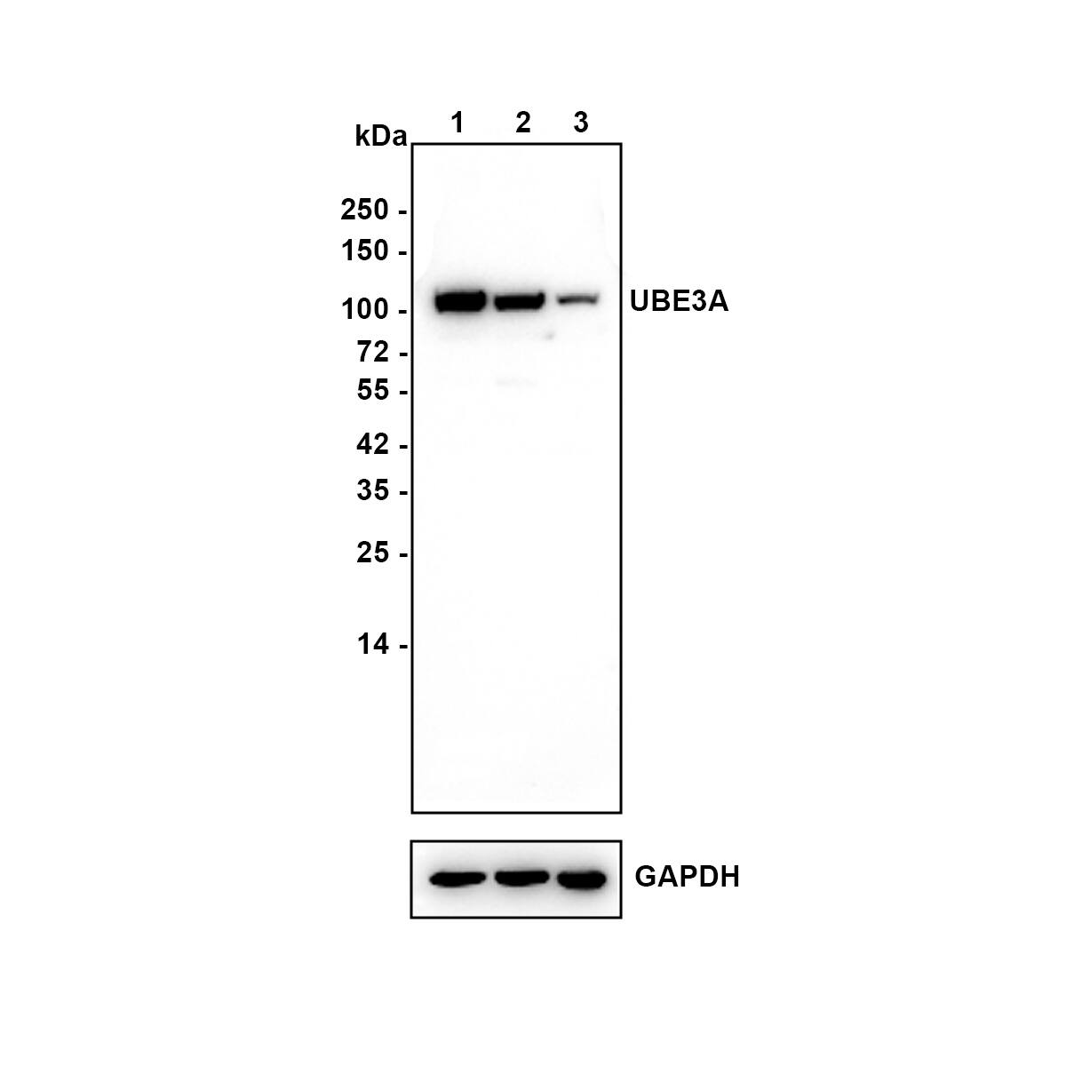 Western blot analysis on different lysates with NBP3-33077 at 1/1,000 dilution. Lane 1: K-562 cell lysate Lane 2: HEK-293 cell lysate Lane 3: Jurkat cell lysate Lysates/proteins at 30 µg/Lane. Exposure time: 90 seconds Blocking: 5% NFDM/TBST, 1 hour at room temperature Primary antibody: NBP3-33077, 1/1,000 in 5% NFDM/TBST, overnight at 4 ℃ Secondary antibody: Goat Anti-Rabbit IgG [HRP] Secondary Antibody, 1/50,000 in 5% NFDM/TBST, 1 hour at room temperature Predicted band size: 101 kDa Observed band size: 101 kDa