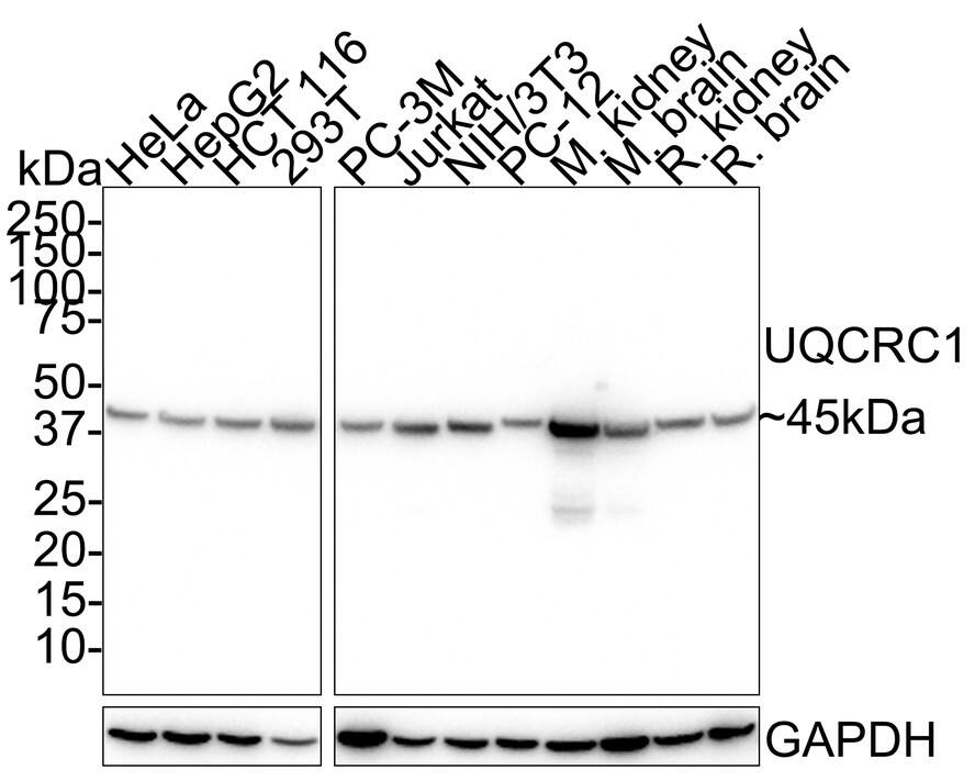 Western Blot: UQCRC1 Antibody (PSH01-23) [NBP3-33078] - Western blot analysis of UQCRC1 on different lysates with Rabbit anti-UQCRC1 antibody (NBP3-33078) at 1/5,000 dilution. Lane 1: HeLa cell lysate (20 ug/Lane) Lane 2: HepG2 cell lysate (20 ug/Lane) Lane 3: HCT 116 cell lysate (20 ug/Lane) Lane 4: 293T cell lysate (20 ug/Lane) Lane 5: PC-3M cell lysate (20 ug/Lane) Lane 6: Jurkat cell lysate (20 ug/Lane) Lane 7: NIH/3T3 cell lysate (20 ug/Lane) Lane 8: PC-12 cell lysate (20 ug/Lane) Lane 9: Mouse kidney tissue lysate (40 ug/Lane) Lane 10: Mouse brain tissue lysate (40 ug/Lane) Lane 11: Rat kidney tissue lysate (40 ug/Lane) Lane 12: Rat brain tissue lysate (40 ug/Lane) Predicted band size: 53 kDa Observed band size: 45 kDa Exposure time: 8 seconds; 4-20% SDS-PAGE gel. Proteins were transferred to a PVDF membrane and blocked with 5% NFDM/TBST for 1 hour at room temperature. The primary antibody (NBP3-33078) at 1/5,000 dilution was used in 5% NFDM/TBST at room temperature for 2 hours. Goat Anti-Rabbit IgG - HRP Secondary Antibody at 1:100,000 dilution was used for 1 hour at room temperature.