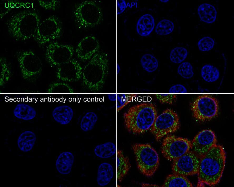 Immunocytochemistry/ Immunofluorescence: UQCRC1 Antibody (PSH01-23) [NBP3-33078] - Immunocytochemistry analysis of HepG2 cells labeling UQCRC1 with Rabbit anti-UQCRC1 antibody (NBP3-33078) at 1/100 dilution. Cells were fixed in 4% paraformaldehyde for 20 minutes at room temperature, permeabilized with 0.1% Triton X-100 in PBS for 5 minutes at room temperature, then blocked with 1% BSA in 10% negative goat serum for 1 hour at room temperature. Cells were then incubated with Rabbit anti-UQCRC1 antibody (NBP3-33078) at 1/100 dilution in 1% BSA in PBST overnight at 4 ℃. Goat Anti-Rabbit IgG H&L (iFluor™ 488) was used as the secondary antibody at 1/1,000 dilution. PBS instead of the primary antibody was used as the secondary antibody only control. Nuclear DNA was labelled in blue with DAPI. Beta tubulin (red) was stained at 1/100 dilution overnight at +4℃. Goat Anti-Mouse IgG H&L (iFluor™ 594) was used as the secondary antibody at 1/1,000 dilution.