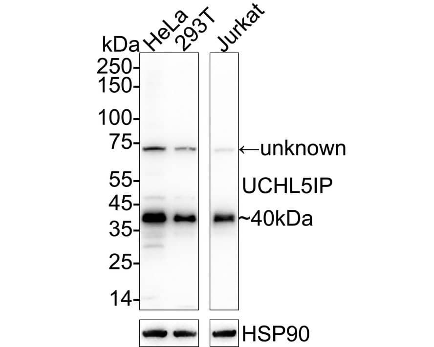 Western blot analysis on different lysates with NBP3-33079 at 1/5,000 dilution. Lane 1: HeLa cell lysate Lane 2: 293T cell lysate Lane 3: Jurkat cell lysate Lysates/proteins at 10 µg/Lane. Predicted band size: 40 kDa Observed band size: 40 kDa Exposure time: 59 seconds;  4-20% SDS-PAGE gel. Proteins were transferred to a PVDF membrane and blocked with 5% NFDM/TBST for 1 hour at room temperature. NBP3-33079 at 1/5,000 dilution was used in primary antibody dilution at 4℃ overnight. Goat Anti-Rabbit IgG [HRP] Secondary Antibody at 1/50,000 dilution was used for 1 hour at room temperature.