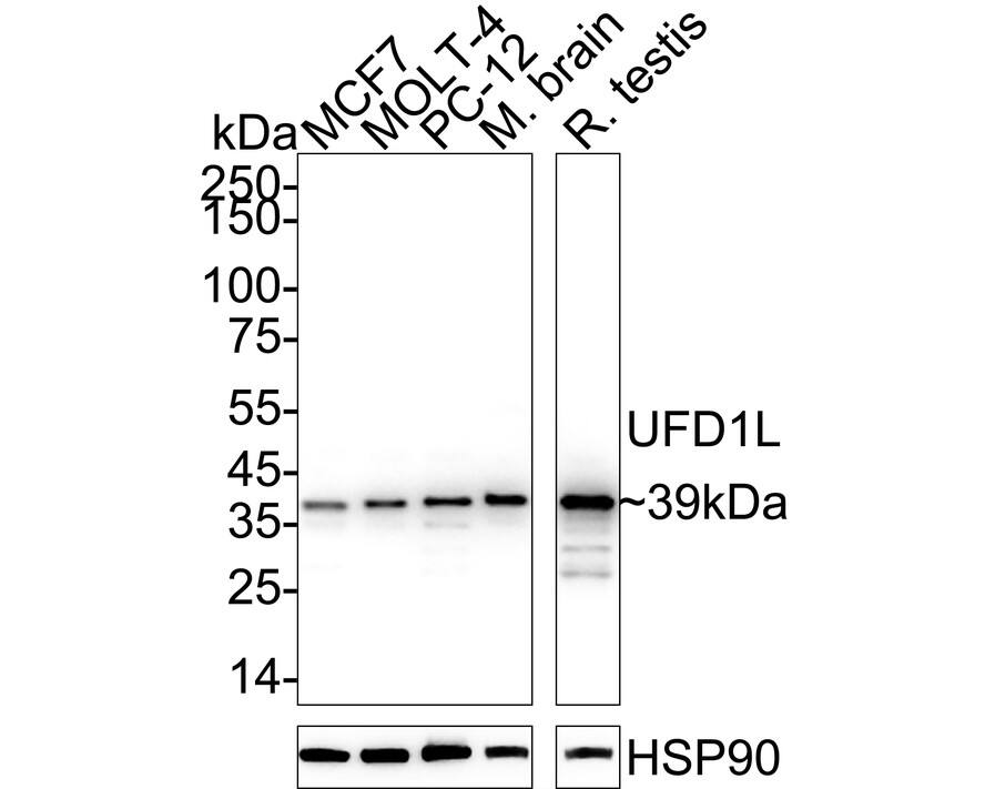 Western blot analysis on different lysates with NBP3-33080 at 1/5,000 dilution. Lane 1: MCF7 cell lysate (10 µg/Lane) Lane 2: MOLT-4 cell lysate (10 µg/Lane) Lane 3: PC-12 cell lysate (10 µg/Lane) Lane 4: Mouse brain tissue lysate (20 µg/Lane) Lane 5: Rat testis tissue lysate (20 µg/Lane) Predicted band size: 35 kDa Observed band size: 39 kDa Exposure time: 14 seconds;  4-20% SDS-PAGE gel. Proteins were transferred to a PVDF membrane and blocked with 5% NFDM/TBST for 1 hour at room temperature. NBP3-33080 at 1/5,000 dilution was used in primary antibody dilution at 4℃ overnight. Goat Anti-Rabbit IgG [HRP] Secondary Antibody at 1/50,000 dilution was used for 1 hour at room temperature.