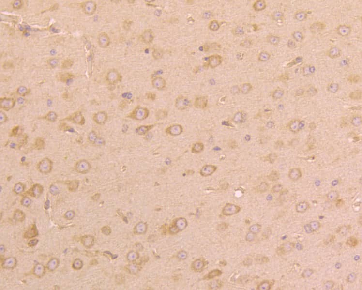 Immunohistochemistry: UGGT1 Antibody [NBP3-33082] - Immunohistochemical analysis of paraffin-embedded mouse brain tissue using anti-UGGT1 antibody. The section was pre-treated using heat mediated antigen retrieval with Tris-EDTA buffer (pH 8.0-8.4) for 20 minutes.The tissues were blocked in 5% BSA for 30 minutes at room temperature, washed with ddH2O and PBS, and then probed with the primary antibody (NBP3-33082, 1/200) for 30 minutes at room temperature. The detection was performed using an HRP conjugated compact polymer system. DAB was used as the chromogen. Tissues were counterstained with hematoxylin and mounted with DPX.