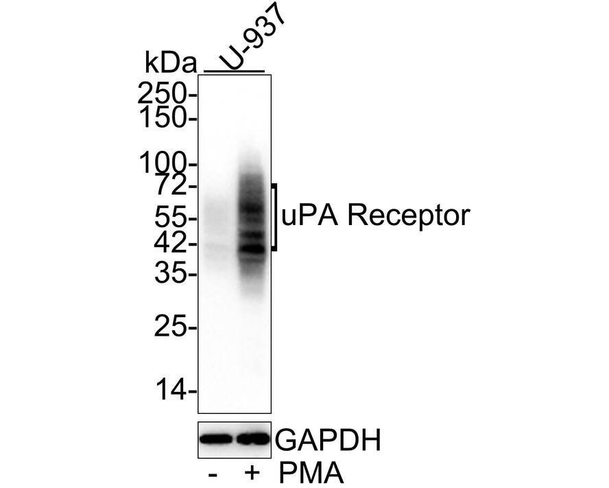 Western Blot: uPAR Antibody (A6E8-R) [NBP3-33084] - Western blot analysis of uPAR on different lysates with Mouse anti-uPAR antibody (NBP3-33084) at 1/1,000 dilution. Lane 1: U937 cell lysate Lane 2: U937 treated with 200 nM PMA for 72 hours cell lysate Lysates/proteins at 20 ug/Lane. Predicted band size: 37 kDa Observed band size: 37-60 kDa Exposure time: 15 seconds; 4-20% SDS-PAGE gel. Proteins were transferred to a PVDF membrane and blocked with 5% NFDM/TBST for 1 hour at room temperature. The primary antibody (NBP3-33084) at 1/1,000 dilution was used in 5% NFDM/TBST at 4C overnight. Goat Anti-Mouse IgG - HRP Secondary Antibody at 1/50,000 dilution was used for 1 hour at room temperature.