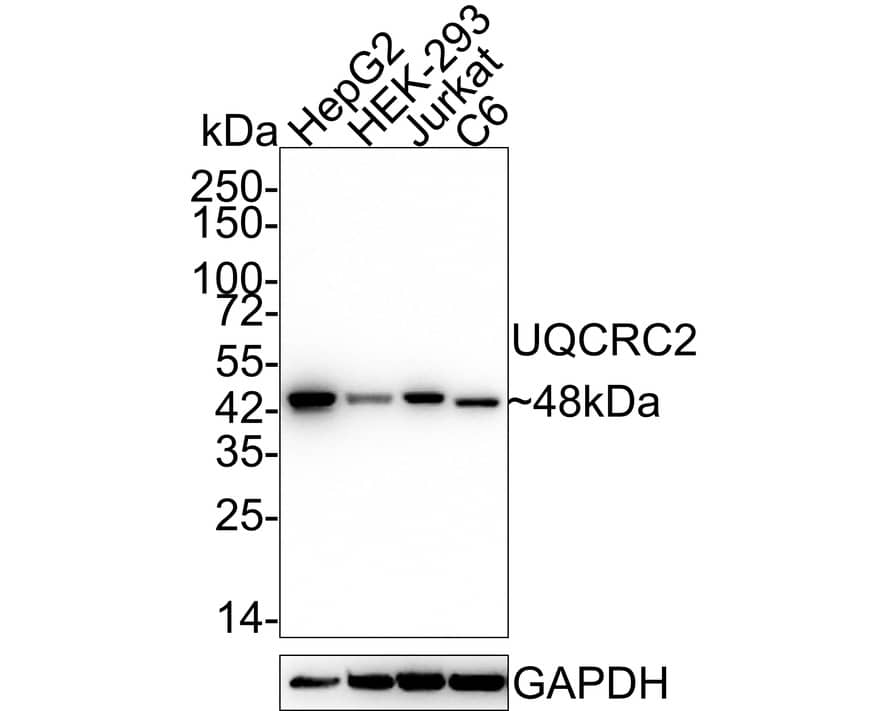 Western Blot: UQCRC2 Antibody (JE32-56) [NBP3-33085] - Western blot analysis of UQCRC2 on different lysates with Rabbit anti-UQCRC2 antibody (NBP3-33085) at 1/2,000 dilution. Lane 1: HepG2 cell lysate Lane 2: HEK-293 cell lysate Lane 3: Jurkat cell lysate Lane 4: C6 cell lysate Lysates/proteins at 20 ug/Lane. Predicted band size: 48 kDa Observed band size: 48 kDa Exposure time: 1 minute; 4-20% SDS-PAGE gel. Proteins were transferred to a PVDF membrane and blocked with 5% NFDM/TBST for 1 hour at room temperature. The primary antibody (NBP3-33085) at 1/2,000 dilution was used in 5% NFDM/TBST at 4C overnight. Goat Anti-Rabbit IgG - HRP Secondary Antibody at 1/50,000 dilution was used for 1 hour at room temperature.