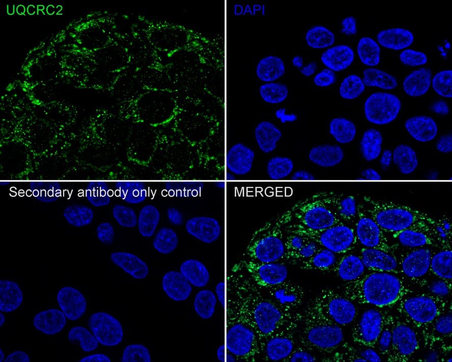 Immunocytochemistry/ Immunofluorescence: UQCRC2 Antibody (JE32-56) [NBP3-33085] - Immunocytochemistry analysis of HepG2 cells labeling UQCRC2 with Rabbit anti-UQCRC2 antibody (NBP3-33085) at 1/100 dilution. Cells were fixed in 4% paraformaldehyde for 20 minutes at room temperature, permeabilized with 0.1% Triton X-100 in PBS for 5 minutes at room temperature, then blocked with 1% BSA in 10% negative goat serum for 1 hour at room temperature. Cells were then incubated with Rabbit anti-UQCRC2 antibody (NBP3-33085) at 1/100 dilution in 1% BSA in PBST overnight at 4 ℃. Goat Anti-Rabbit IgG H&L (iFluor™ 488) was used as the secondary antibody at 1/1,000 dilution. PBS instead of the primary antibody was used as the secondary antibody only control. Nuclear DNA was labelled in blue with DAPI.