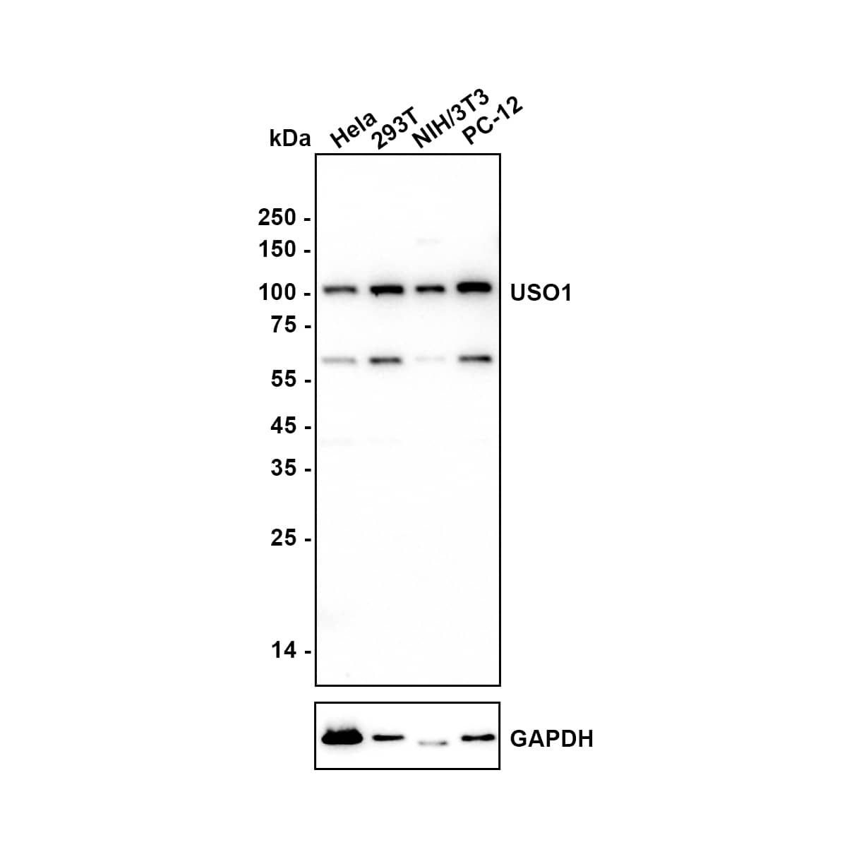 Western Blot VDP p115 Antibody (JE64-48)
