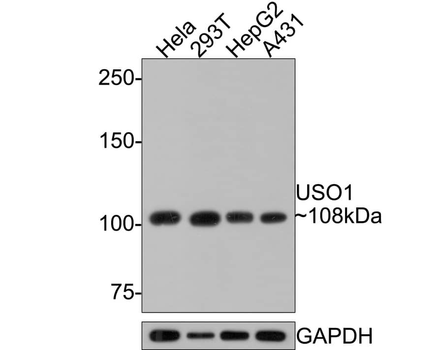 Western Blot: VDP p115 Antibody (JE64-48) [NBP3-33087] - Western blot analysis of VDP p115 on different lysates with Rabbit anti-VDP p115 antibody (NBP3-33087) at 1/1,000 dilution. Lane 1: Hela cell lysate Lane 2: 293T cell lysate Lane 3: HepG2 cell lysate Lane 4: A431 cell lysate Lysates/proteins at 10 ug/Lane. Predicted band size: 108 kDa Observed band size: 108 kDa Exposure time: 1 minute; 6% SDS-PAGE gel. Proteins were transferred to a PVDF membrane and blocked with 5% NFDM/TBST for 1 hour at room temperature. The primary antibody (NBP3-33087) at 1/1,000 dilution was used in 5% NFDM/TBST at room temperature for 2 hours. Goat Anti-Rabbit IgG - HRP Secondary Antibody at 1:300,000 dilution was used for 1 hour at room temperature.