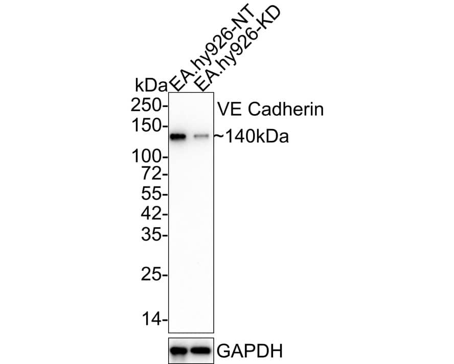 Western Blot: VE-Cadherin Antibody (PSH03-15) [NBP3-33088] - Western blot analysis of VE-Cadherin on different lysates with Rabbit anti-VE-Cadherin antibody (NBP3-33088) at 1/2,000 dilution. Lane 1: EA.hy926-si NT cell lysate Lane 2: EA.hy926-si VE Cadherin cell lysate Lysates/proteins at 10 ug/Lane. Predicted band size: 88 kDa Observed band size: 140 kDa Exposure time: 1 minute 2 seconds; 4-20% SDS-PAGE gel. Proteins were transferred to a PVDF membrane and blocked with 5% NFDM/TBST for 1 hour at room temperature. The primary antibody (NBP3-33088) at 1/2,000 dilution was used in 5% NFDM/TBST at 4C overnight. Goat Anti-Rabbit IgG - HRP Secondary Antibody at 1/50,000 dilution was used for 1 hour at room temperature.