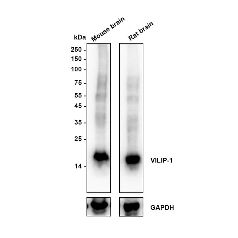 Western blot analysis on different lysates with NBP3-33089 at 1/5,000 dilution. Lane 1: Mouse brain tissue lysate Lane 2: Rat brain tissue lysate Lysates/proteins at 40 µg/Lane. Exposure time: 10 seconds Blocking: 5% NFDM/TBST, 1 hour at room temperature Primary antibody: NBP3-33089, 1/5,000 in primary antibody dilution buffer, overnight at 4 ℃ Secondary antibody: Goat Anti-Rabbit IgG [HRP] Secondary Antibody, 1/50,000 in 5% NFDM/TBST, 1 hour at room temperature Predicted band size: 22.1 kDa Observed band size: 22 kDa
