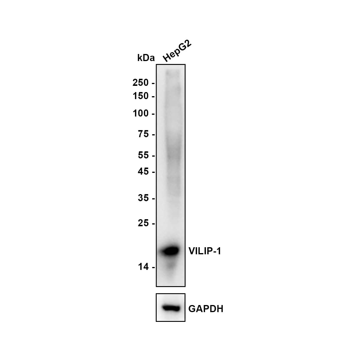 Western blot analysis of  HepG2 (Human liver cancer cell) cell lysate with NBP3-33089 at 1/5,000 dilution. Lysates/proteins at 20 µg/Lane. Exposure time: 62 seconds Blocking: 5% NFDM/TBST, 1 hour at room temperature Primary antibody: NBP3-33089, 1/5,000 in primary antibody dilution buffer, overnight at 4 ℃ Secondary antibody: Goat Anti-Rabbit IgG [HRP] Secondary Antibody, 1/50,000 in 5% NFDM/TBST, 1 hour at room temperature Predicted band size: 22.1 kDa Observed band size: 22 kDa