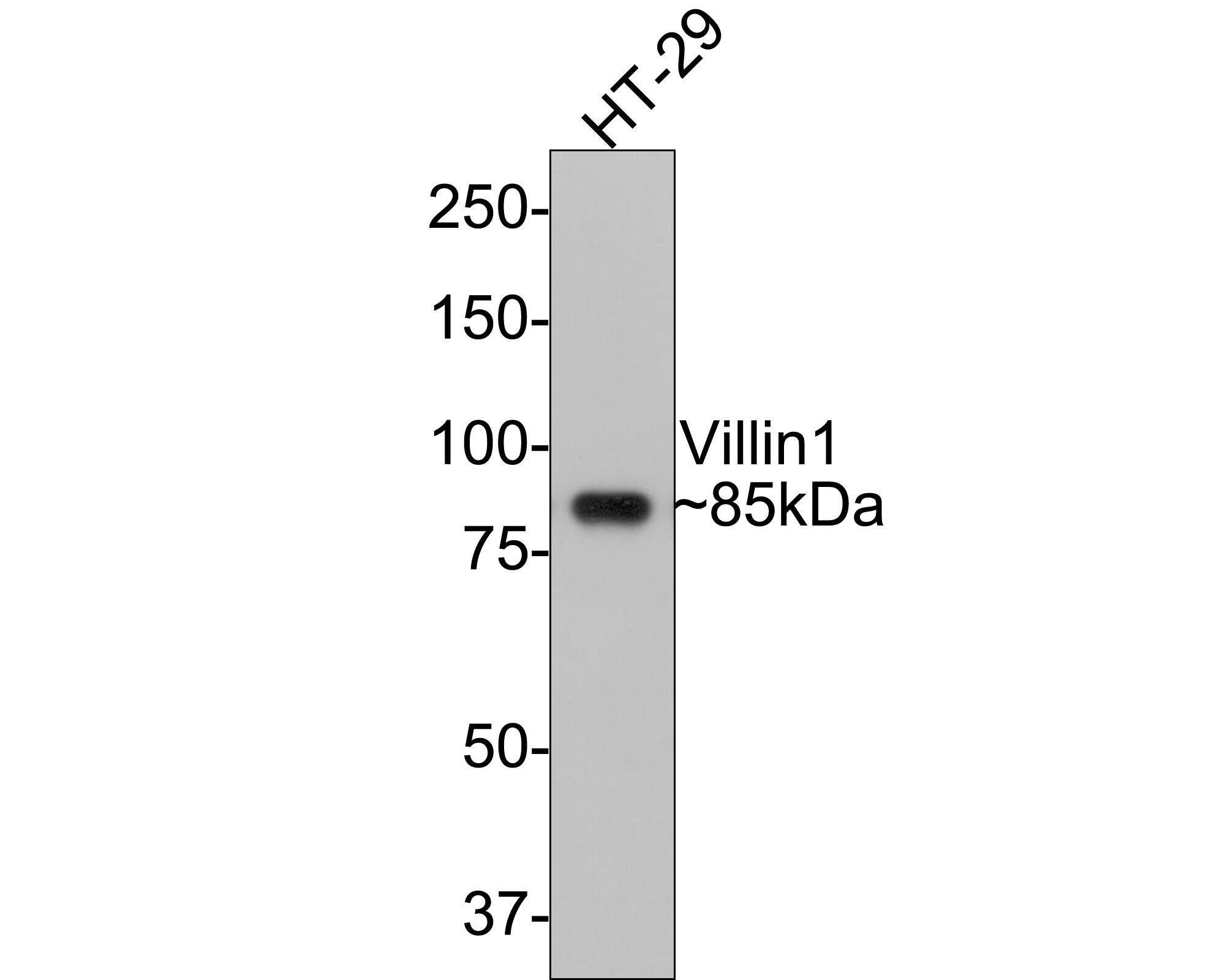 Western Blot: Villin 1 Antibody (C4) [NBP3-33090] - Western blot analysis of Villin 1 on HT-29 cell lysates with Rabbit anti-Villin 1 antibody (NBP3-33090) at 1/2,000 dilution. Lysates/proteins at 10 ug/Lane. Predicted band size: 93 kDa Observed band size: 85 kDa Exposure time: 15 seconds; 8% SDS-PAGE gel. Proteins were transferred to a PVDF membrane and blocked with 5% NFDM/TBST for 1 hour at room temperature. The primary antibody (NBP3-33090) at 1/2,000 dilution was used in 5% NFDM/TBST at room temperature for 2 hours. Goat Anti-Rabbit IgG - HRP Secondary Antibody at 1:300,000 dilution was used for 1 hour at room temperature.