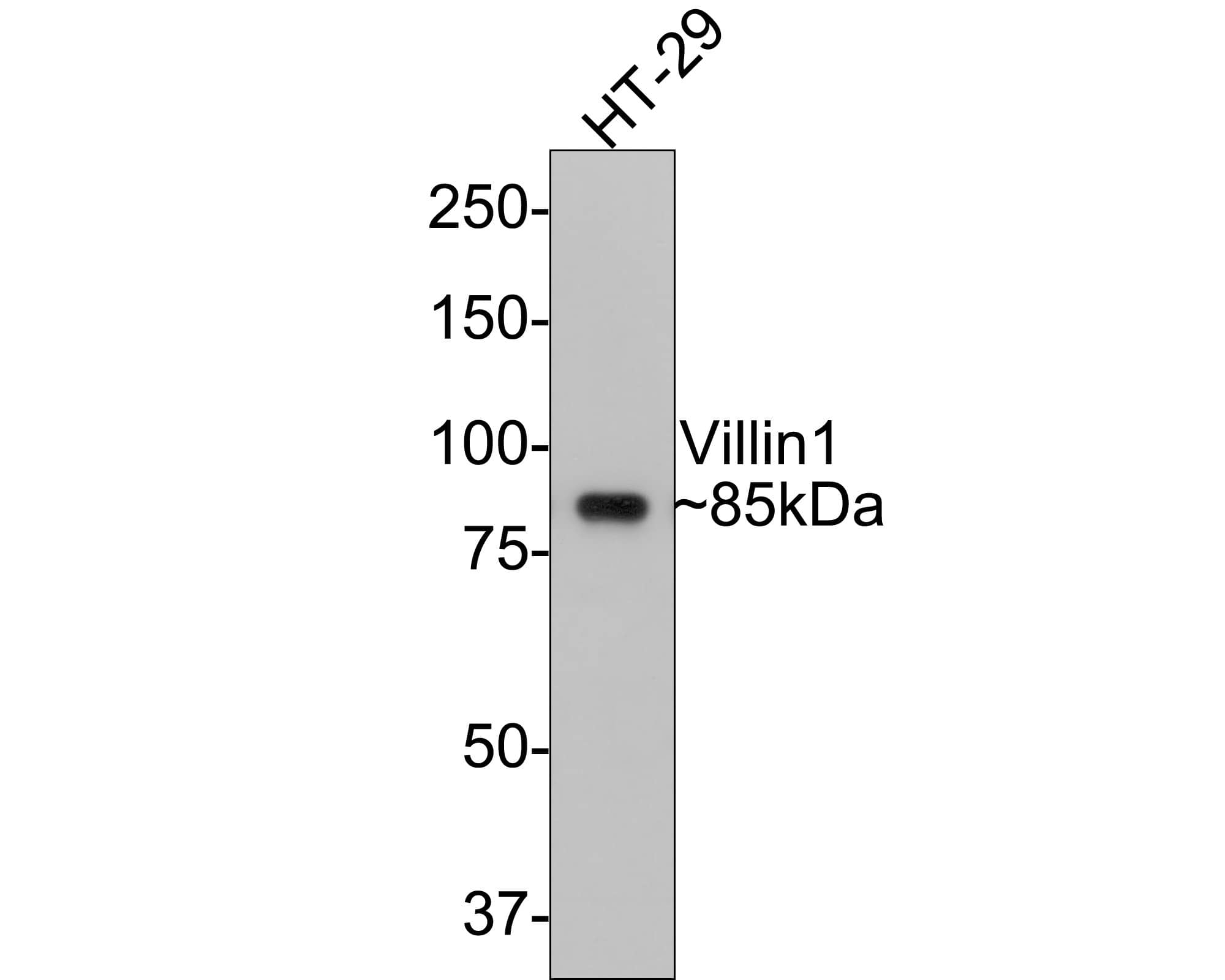 Western Blot: Villin 1 Antibody (A2) [NBP3-33091] - Western blot analysis of Villin 1 on HT-29 cell lysates with Rabbit anti-Villin 1 antibody (NBP3-33091) at 1/2,000 dilution. Lysates/proteins at 10 ug/Lane. Predicted band size: 93 kDa Observed band size: 85 kDa Exposure time: 15 seconds; 8% SDS-PAGE gel. Proteins were transferred to a PVDF membrane and blocked with 5% NFDM/TBST for 1 hour at room temperature. The primary antibody (NBP3-33091) at 1/2,000 dilution was used in 5% NFDM/TBST at room temperature for 2 hours. Goat Anti-Rabbit IgG - HRP Secondary Antibody at 1:300,000 dilution was used for 1 hour at room temperature.