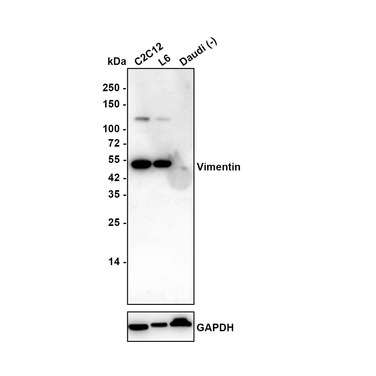 Western blot analysis on different lysates with NBP3-33092 at 1/2,000 dilution. Lane 1: C2C12 cell lysate Lane 2: L6 cell lysate Lane 3: Daudi cell lysate (negative) Lysates/proteins at 20 µg/Lane. Predicted band size: 54 kDa Observed band size: 54 kDa Exposure time: 1 minute 21 seconds; 4-20% SDS-PAGE gel. Proteins were transferred to a PVDF membrane and blocked with 5% NFDM/TBST for 1 hour at room temperature. NBP3-33092 at 1/2,000 dilution was used in 5% NFDM/TBST at 4℃ overnight. Goat anti-Mouse IgG [HRP] at 1/50,000 dilution was used for 1 hour at room temperature.