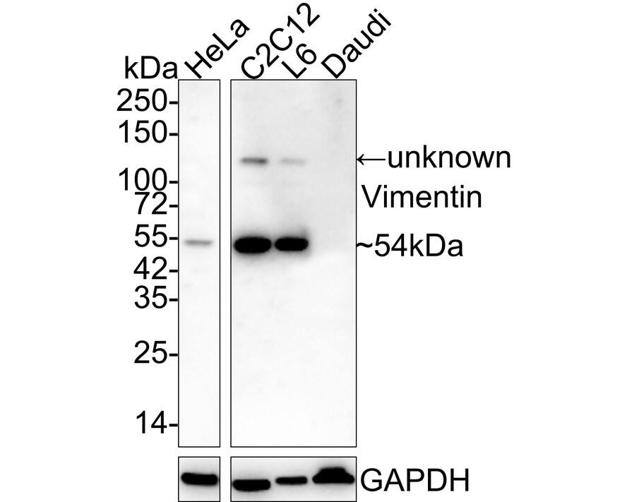 Western Blot: Vimentin Antibody (A6-C1-R) [NBP3-33092] - Western blot analysis of Vimentin on different lysates with Mouse anti-Vimentin antibody (NBP3-33092) at 1/2,000 dilution. Lane 1: HeLa cell lysate Lane 2: C2C12 cell lysate Lane 3: L6 cell lysate Lane 4: Daudi cell lysate (negative) Lysates/proteins at 20 ug/Lane. Predicted band size: 54 kDa Observed band size: 54 kDa Exposure time: 1 minute 21 seconds; 4-20% SDS-PAGE gel. Proteins were transferred to a PVDF membrane and blocked with 5% NFDM/TBST for 1 hour at room temperature. The primary antibody (NBP3-33092) at 1/2,000 dilution was used in 5% NFDM/TBST at 4C overnight. Goat Anti-Mouse IgG - HRP Secondary Antibody at 1/50,000 dilution was used for 1 hour at room temperature.