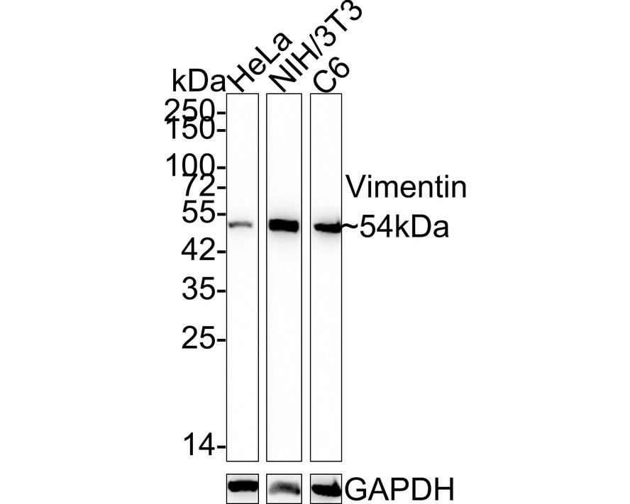 Western blot analysis on different lysates with NBP3-33093 at 1/5,000 dilution. Lane 1: HeLa cell lysate Lane 2: NIH/3T3 cell lysate Lane 3: C6 cell lysate Lysates/proteins at 15 µg/Lane. Predicted band size: 54 kDa Observed band size: 54 kDa Exposure time: 7 seconds; 4-20% SDS-PAGE gel. Proteins were transferred to a PVDF membrane and blocked with 5% NFDM/TBST for 1 hour at room temperature. NBP3-33093 at 1/5,000 dilution was used in 5% NFDM/TBST at room temperature for 2 hours. Goat Anti-Rabbit IgG [HRP] Secondary Antibody at 1:50,000 dilution was used for 1 hour at room temperature.