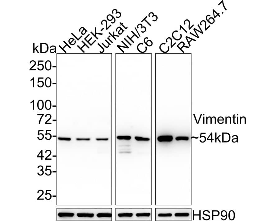 Western blot analysis on different lysates with NBP3-33094 at 1/20,000 dilution. Lane 1: HeLa cell lysate (10 µg/Lane) Lane 2: HEK-293 cell lysate (10 µg/Lane) Lane 3: Jurkat cell lysate (10 µg/Lane) Lane 4: NIH/3T3 cell lysate (10 µg/Lane) Lane 5: C6 cell lysate (10 µg/Lane) Lane 6: C2C12 cell lysate (10 µg/Lane) Lane 7: RAW264.7 cell lysate (10 µg/Lane) Predicted band size: 54 kDa Observed band size: 54 kDa Exposure time: Lane 1-5: 3 seconds; Lane 6-7: 14 seconds;  4-20% SDS-PAGE gel. Proteins were transferred to a PVDF membrane and blocked with 5% NFDM/TBST for 1 hour at room temperature. NBP3-33094 at 1/20,000 dilution was used in 5% NFDM/TBST at room temperature for 2 hours. Goat Anti-Rabbit IgG [HRP] Secondary Antibody at 1/50,000 dilution was used for 1 hour at room temperature.