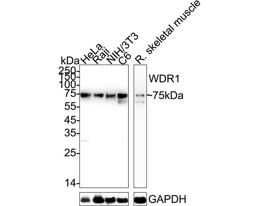 Western blot analysis on different lysates with NBP3-33099 at 1/2,000 dilution. Lane 1: HeLa cell lysate Lane 2: Raji cell lysate Lane 3: NIH/3T3 cell lysate Lane 4: C6 cell lysate Lane 5: Rat skeletal muscle tissue lysate Lysates/proteins at 20 µg/Lane. Predicted band size: 66 kDa Observed band size: 75 kDa Exposure time: Lane 1-4: 23 seconds; Lane 5: 1 minute 7 seconds;  4-20% SDS-PAGE gel. Proteins were transferred to a PVDF membrane and blocked with 5% NFDM/TBST for 1 hour at room temperature. NBP3-33099 at 1/2,000 dilution was used in 5% NFDM/TBST at 4℃ overnight. Goat Anti-Rabbit IgG [HRP] Secondary Antibody at 1/50,000 dilution was used for 1 hour at room temperature.