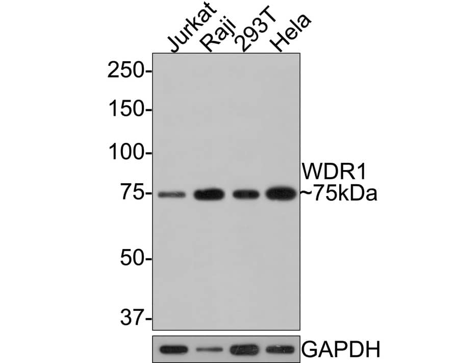 Western Blot: WDR1 Antibody (JE64-32) [NBP3-33099] - Western blot analysis of WDR1 on different lysates with Rabbit anti-WDR1 antibody at 1/1,000 dilution. Lane 1: Jurkat cell lysate Lane 2: Raji cell lysate Lane 3: 293T cell lysate Lane 4: HeLa cell lysate Lysates/proteins at 10 ug/Lane. Predicted band size: 66 kDa Observed band size: 75 kDa Exposure time: 1 minutes; 8 % SDS-PAGE gel. Proteins were transferred to a PVDF membrane and blocked with 5% NFDM/TBST for 1 hour at room temperature. The primary antibody WDR1 at 1/1,000 dilution was used in 5% NFDM/TBST at room temperature for 2 hours. Goat Anti-Rabbit IgG - HRP Secondary Antibody at 1:300,000 dilution was used for 1 hour at room temperature.