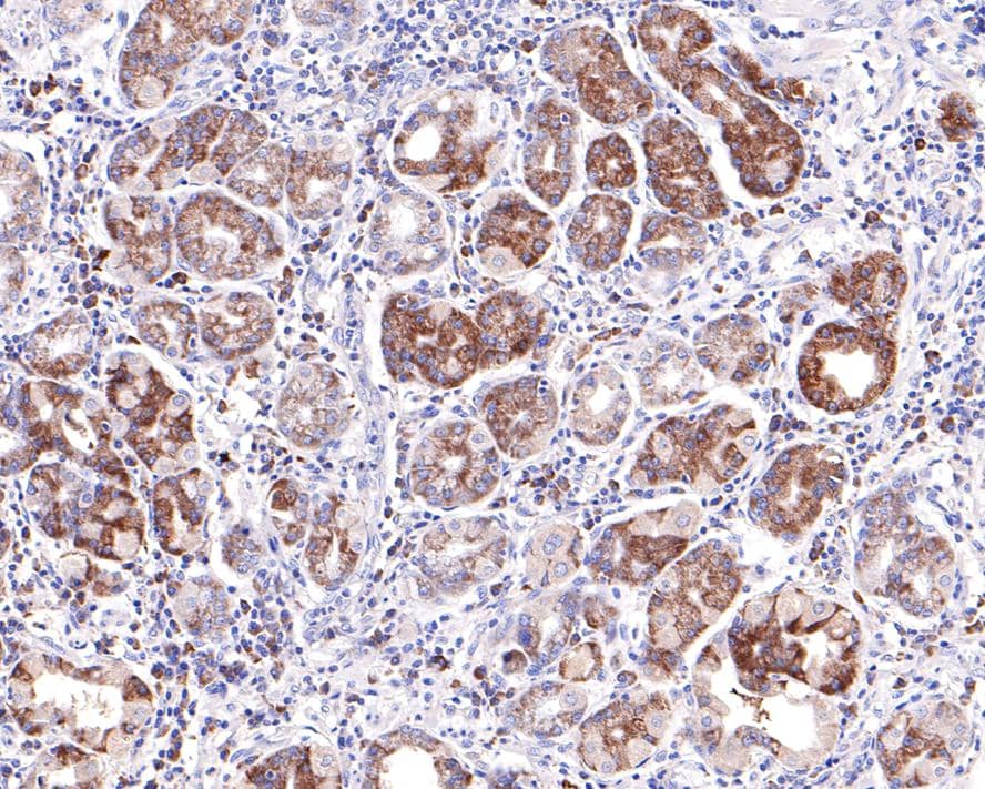 Immunohistochemistry: WDR1 Antibody (JE64-32) [NBP3-33099] - Immunohistochemical analysis of paraffin-embedded human gastric tissue with Rabbit anti-WDR1 antibody at 1/400 dilution. The section was pre-treated using heat mediated antigen retrieval with Tris-EDTA buffer (pH 9.0) for 20 minutes. The tissues were blocked in 1% BSA for 20 minutes at room temperature, washed with ddH2O and PBS, and then probed with the primary antibody WDR1 at 1/400 dilution for 1 hour at room temperature. The detection was performed using an HRP conjugated compact polymer system. DAB was used as the chromogen. Tissues were counterstained with hematoxylin and mounted with DPX.