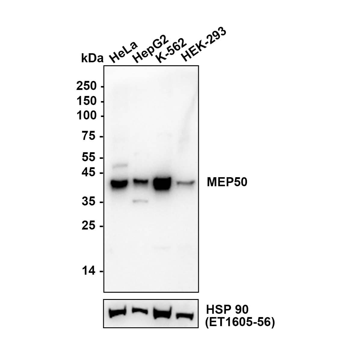 Western blot analysis on different lysates with NBP3-33101 at 1/1,000 dilution. Lane 1: Hela (Human cervical adenocarcinoma cell) cell lysate Lane 2: HepG2 (Human hepatocellular carcinoma cell) cell lysate Lane 3: K-562 (Human chronic myelogenous leukemia cell) cell lysate Lane 4: HEK-293 (Human embryonic kidney cell) cell lysate Lysates/proteins at 20 µg/Lane. Exposure time: 16 seconds Blocking: 5% NFDM/TBST, 1 hour at room temperature Primary antibody: NBP3-33101, 1/1,000 in primary antibody dilution buffer, overnight at 4 ℃ Secondary antibody: Goat Anti-Rabbit IgG [HRP] Secondary Antibody, 1/50,000 in 5% NFDM/TBST, 1 hour at room temperature Predicted band size: 37 kDa Observed band size: 40 kDa