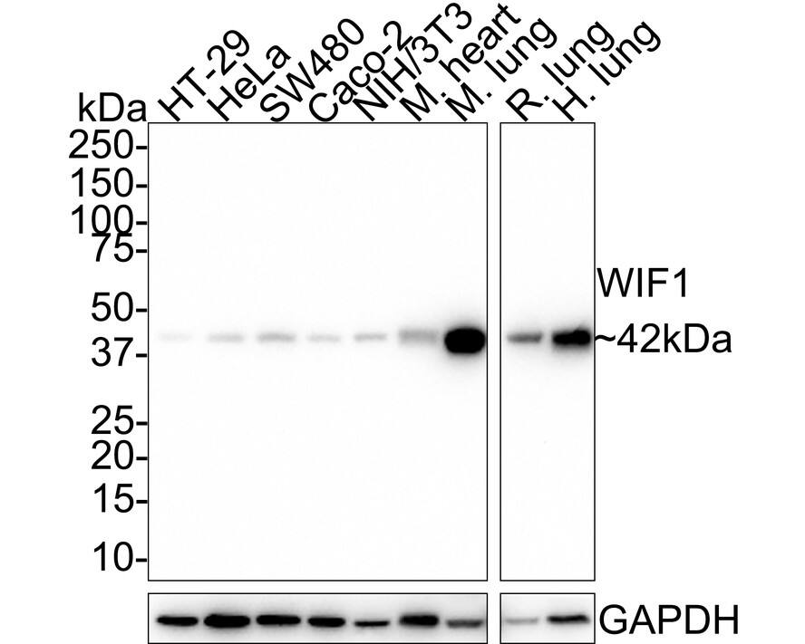 Western blot analysis on different lysates with NBP3-33102 at 1/1,000 dilution. Lane 1: HT-29 cell lysate (20 µg/Lane) Lane 2: HeLa cell lysate (20 µg/Lane) Lane 3: SW480 cell lysate (20 µg/Lane) Lane 4: Caco-2 cell lysate (20 µg/Lane) Lane 5: NIH/3T3 cell lysate (20 µg/Lane) Lane 6: Mouse heart tissue lysate (40 µg/Lane) Lane 7: Mouse lung tissue lysate (40 µg/Lane) Lane 8: Rat lung tissue lysate (40 µg/Lane) Lane 9: Human lung tissue lysate (40 µg/Lane) Predicted band size: 42 kDa Observed band size: 42 kDa Exposure time: 5 minutes; 4-20% SDS-PAGE gel. Proteins were transferred to a PVDF membrane and blocked with 5% NFDM/TBST for 1 hour at room temperature. NBP3-33102 at 1/1,000 dilution was used in 5% NFDM/TBST at room temperature for 2 hours. Goat Anti-Rabbit IgG [HRP] Secondary Antibody at 1:50,000 dilution was used for 1 hour at room temperature.