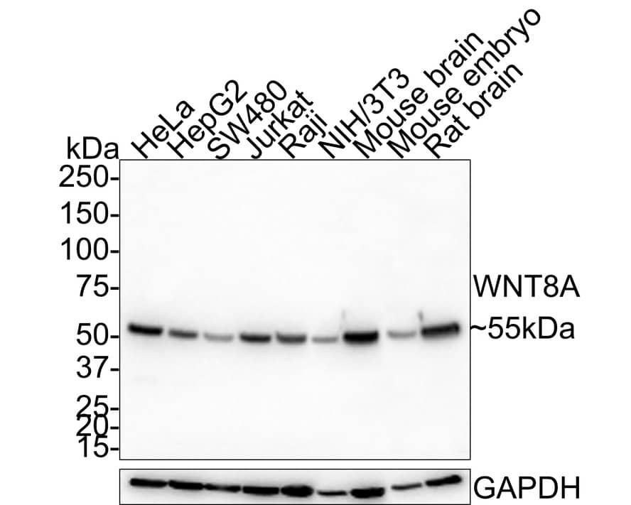 Western Blot: Wnt-8a Antibody (PSH0-39) [NBP3-33103] - Western blot analysis of Wnt-8a on different lysates with Rabbit anti-Wnt-8a antibody (NBP3-33103) at 1/1,000 dilution. Lane 1: HeLa cell lysate (30 ug/Lane) Lane 2: HepG2 cell lysate (30 ug/Lane) Lane 3: SW480 cell lysate (30 ug/Lane) Lane 4: Jurkat cell lysate (30 ug/Lane) Lane 5: Raji cell lysate (30 ug/Lane) Lane 6: NIH/3T3 cell lysate (30 ug/Lane) Lane 7: Mouse brain tissue lysate (40 ug/Lane) Lane 8: Mouse embryo tissue lysate (40 ug/Lane) Lane 9: Rat brain tissue lysate (40 ug/Lane) Predicted band size: 38.8 kDa Observed band size: 55 kDa Exposure time: 1 minute; 4-20% SDS-PAGE gel. Proteins were transferred to a PVDF membrane and blocked with 5% NFDM/TBST for 1 hour at room temperature. The primary antibody (NBP3-33103) at 1/1,000 dilution was used in 5% NFDM/TBST at room temperature for 2 hours. Goat Anti-Rabbit IgG - HRP Secondary Antibody at 1:200,000 dilution was used for 1 hour at room temperature.