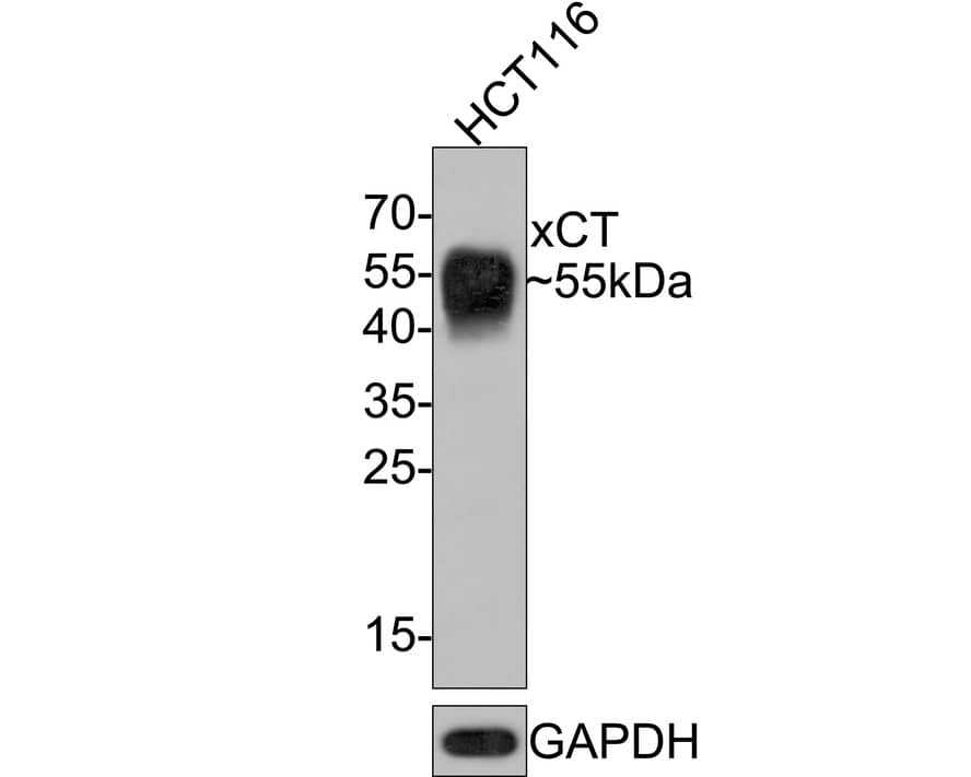Western blot analysis of  HCT116 cell lysates with NBP3-33104 at 1/5,000 dilution. Lysates/proteins at 10 µg/Lane. Predicted band size: 55 kDa Observed band size: 55 kDa Exposure time: 1 minute; 12% SDS-PAGE gel. Proteins were transferred to a PVDF membrane and blocked with 5% NFDM/TBST for 1 hour at room temperature. NBP3-33104 at 1/5,000 dilution was used in 5% NFDM/TBST at room temperature for 2 hours. Goat anti-Mouse IgG [HRP] at 1:100,000 dilution was used for 1 hour at room temperature.