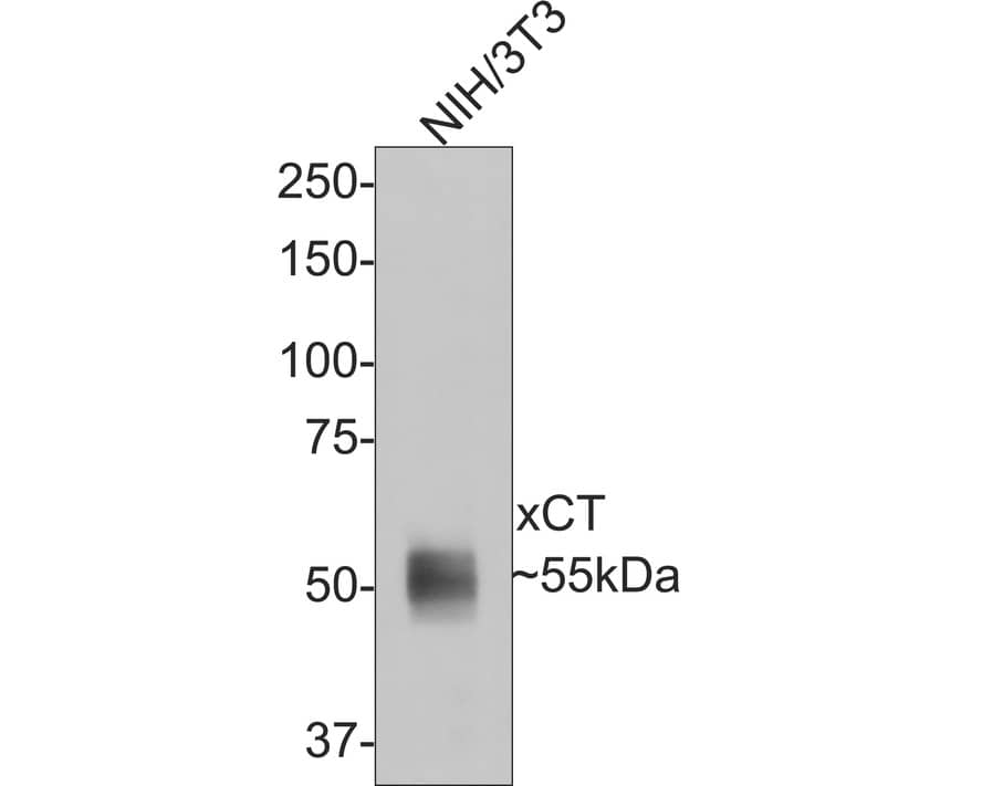 Western blot analysis of  NIH/3T3 cell lysates with NBP3-33104 at 1/500 dilution. Lysates/proteins at 10 µg/Lane. Predicted band size: 55 kDa Observed band size: 55 kDa Exposure time: 1 minute; 8% SDS-PAGE gel. Proteins were transferred to a PVDF membrane and blocked with 5% NFDM/TBST for 1 hour at room temperature. NBP3-33104 at 1/500 dilution was used in 5% NFDM/TBST at room temperature for 2 hours. Goat anti-Mouse IgG [HRP] at 1:150,000 dilution was used for 1 hour at room temperature.